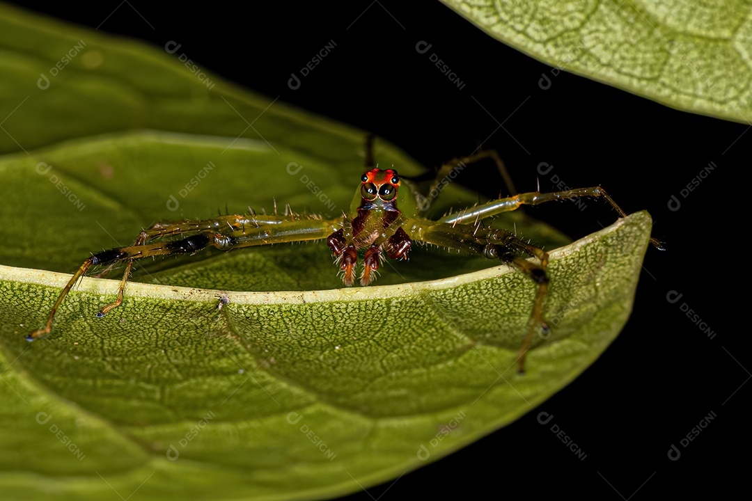 Aranha saltadora verde translúcida adulta macho da espécie Lyssomanes bitaeniatus.