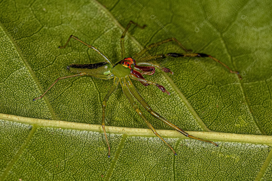 Aranha saltadora verde translúcida adulta macho da espécie Lyssomanes bitaeniatus.