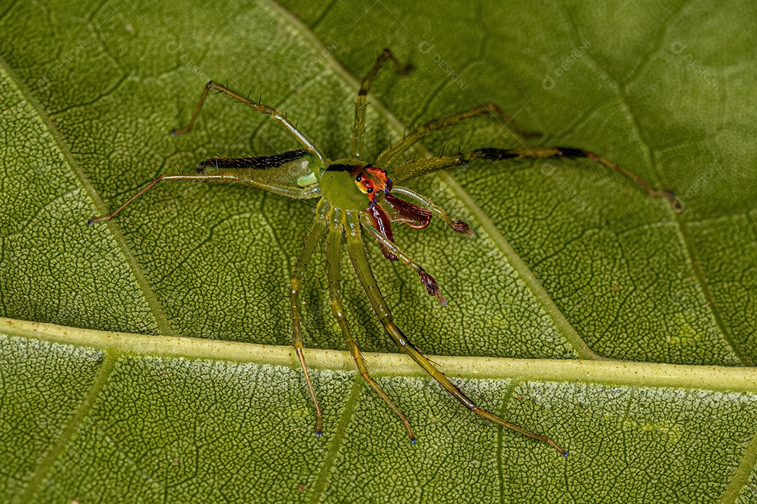 Aranha saltadora verde translúcida adulta macho da espécie Lyssomanes bitaeniatus.