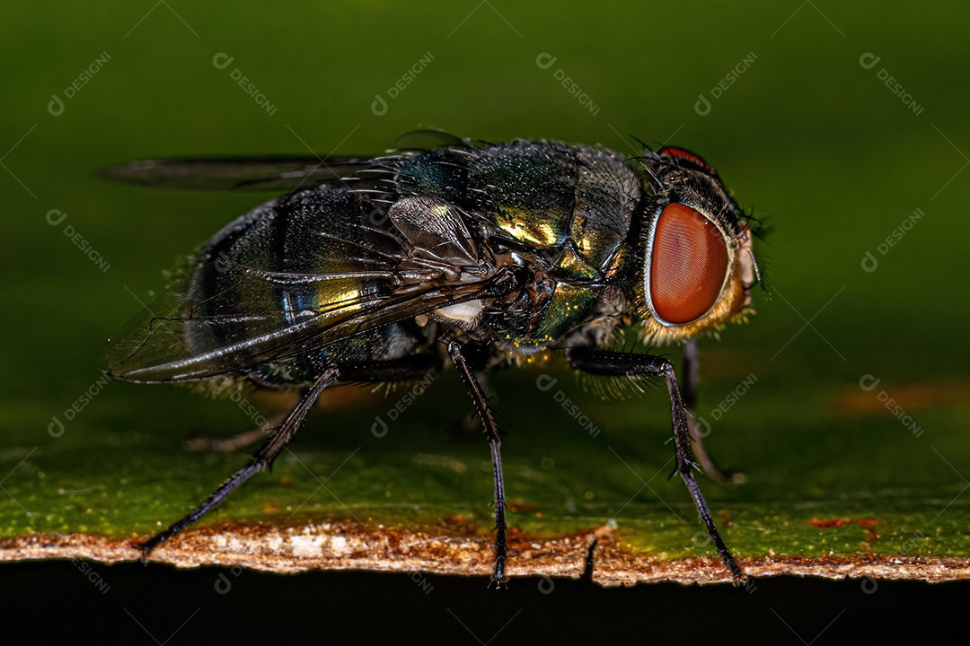 Varejeira adulta da família Calliphoridae.