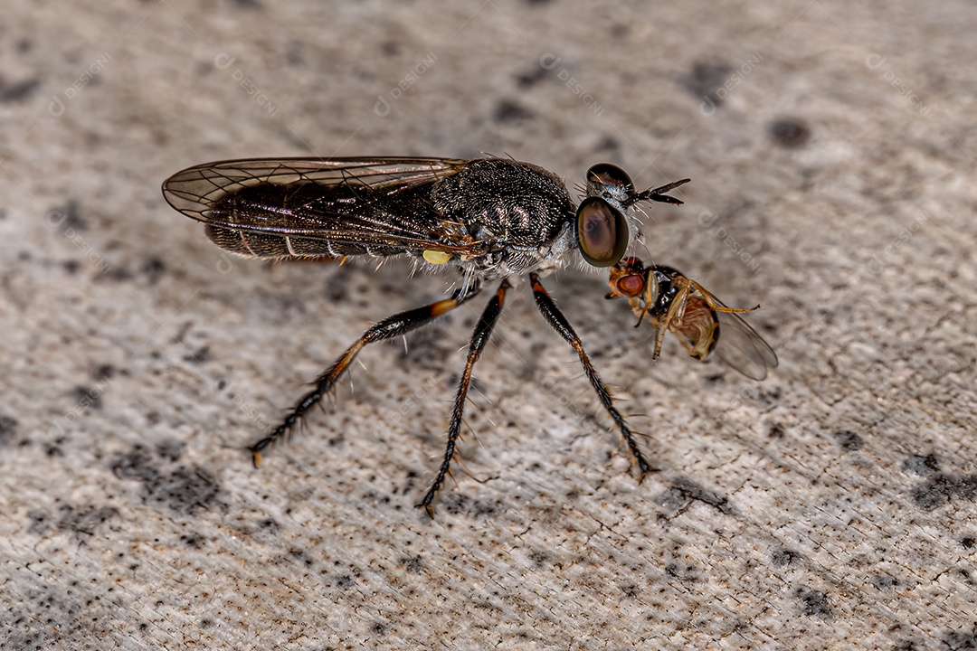 Mosca ladrão adulta da tribo Atomosiini atacando uma mosca frita adulta da família Chloropidae.