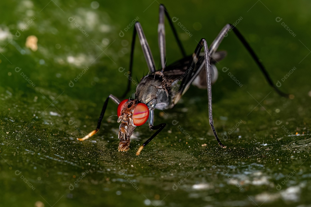 Mosca pernalta adulta da subfamília Taeniapterinae