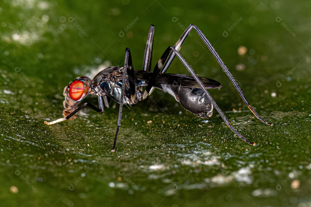 Mosca pernalta adulta da subfamília Taeniapterinae