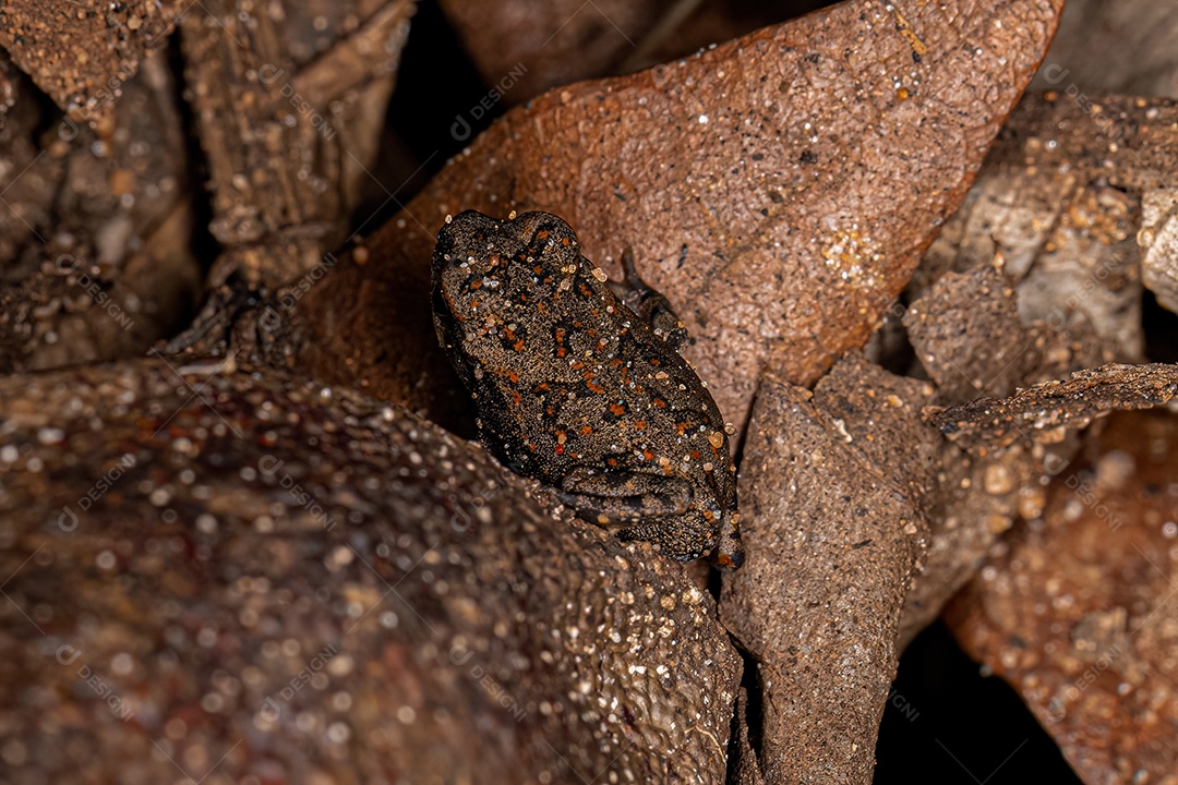 Sapo Cururu juvenil da espécie Rhinella diptycha