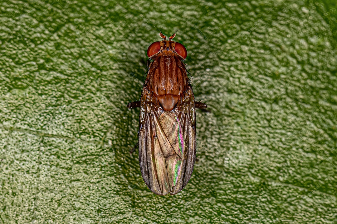 Mosca Braquicerana adulta da Subordem Brachycera