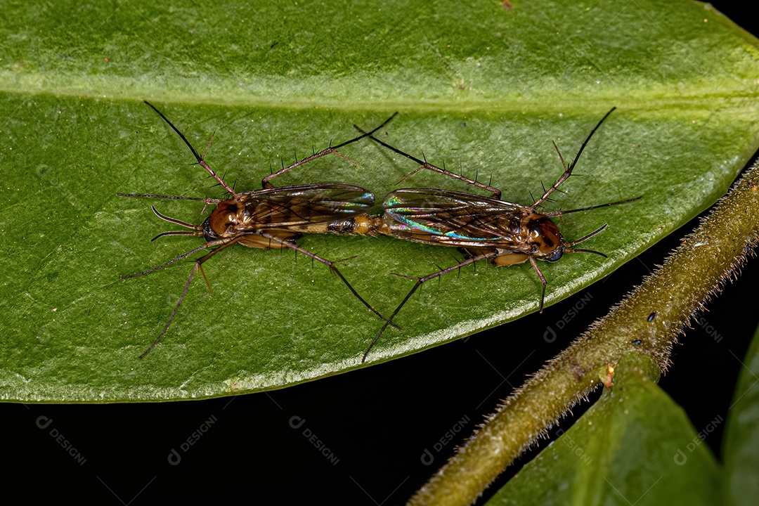 Acasalamento de mosquitos-fungos adultos do gênero Leia