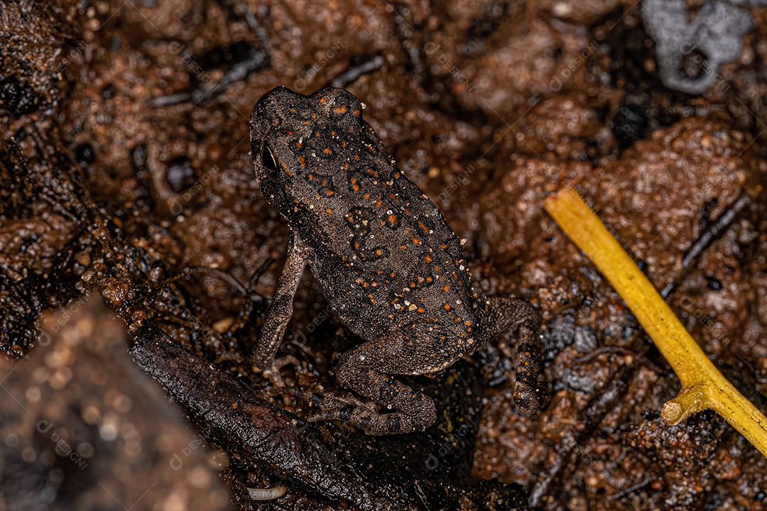 Sapo Cururu juvenil da espécie Rhinella diptycha