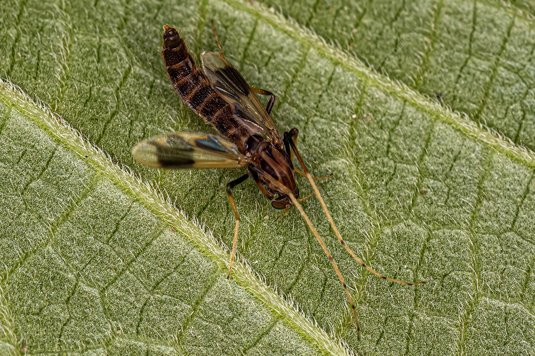 Midge não mordedor adulto da família Chironomidae