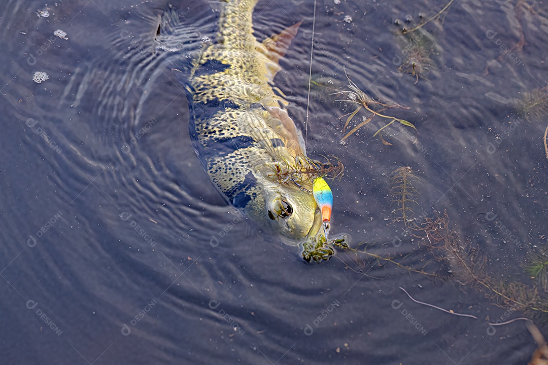 Tucunaré Peixe do Gênero Cichla
