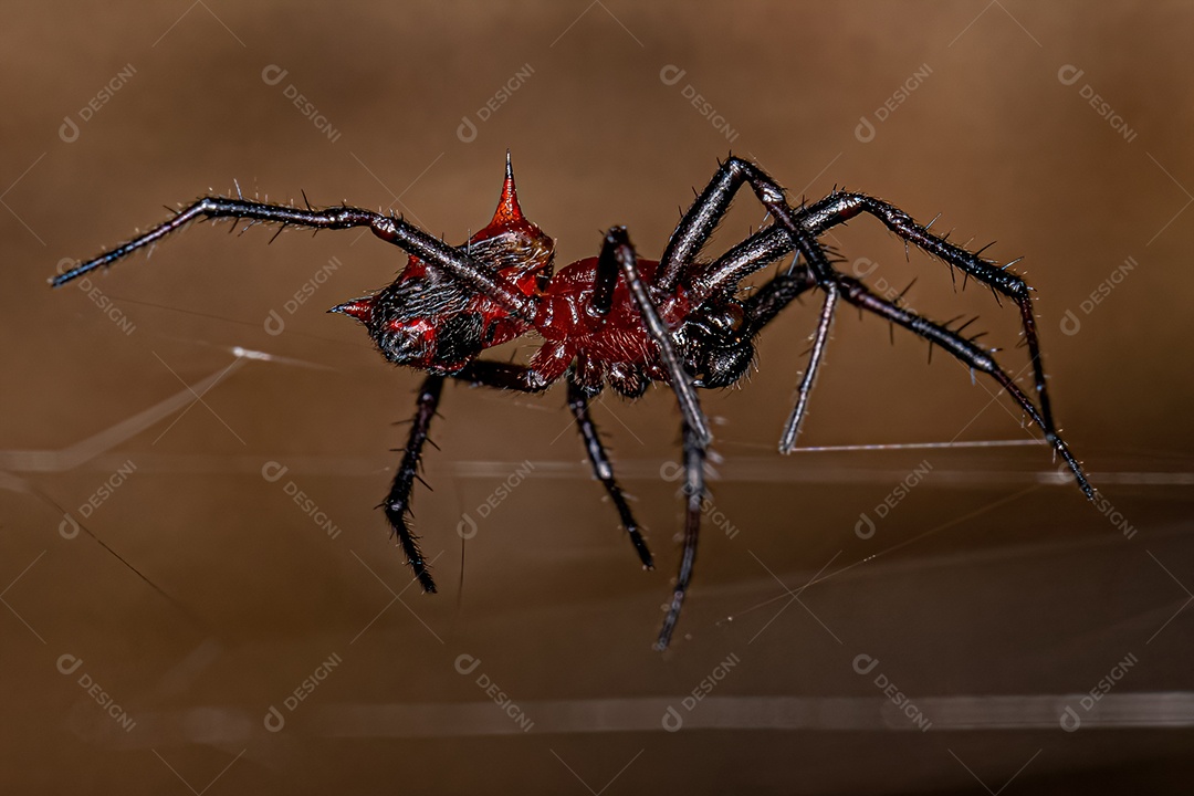 Macho adulto Orbweaver da espécie Actinosoma pentacanthum