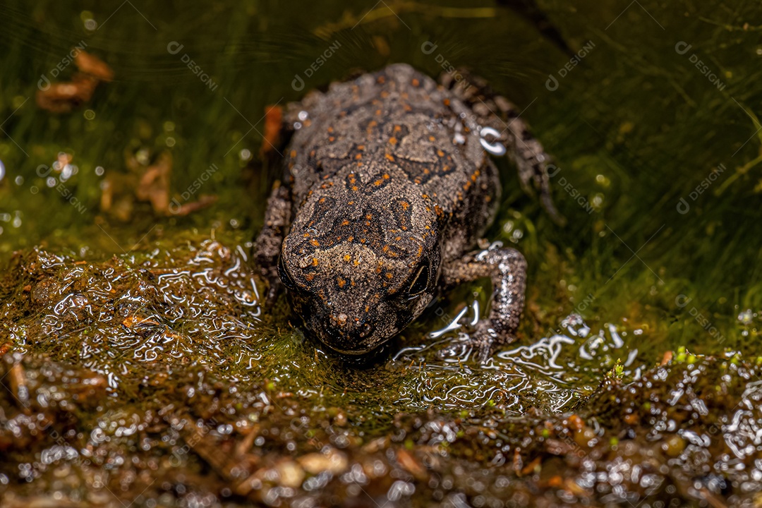 Sapo Cururu juvenil da espécie Rhinella diptycha