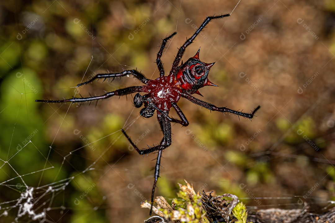 Macho adulto Orbweaver da espécie Actinosoma pentacanthum