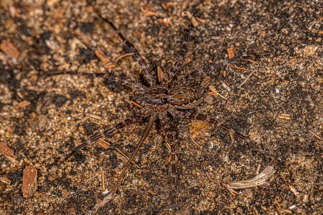 Fêmea adulta Orbweaver da espécie Actinosoma pentacanthum
