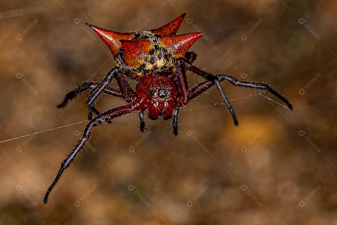 Fêmea adulta Orbweaver da espécie Actinosoma pentacanthum