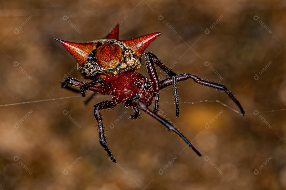 Fêmea adulta Orbweaver da espécie Actinosoma pentacanthum
