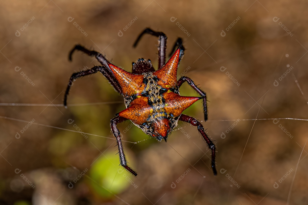 Macho adulto Orbweaver da espécie Actinosoma pentacanthum