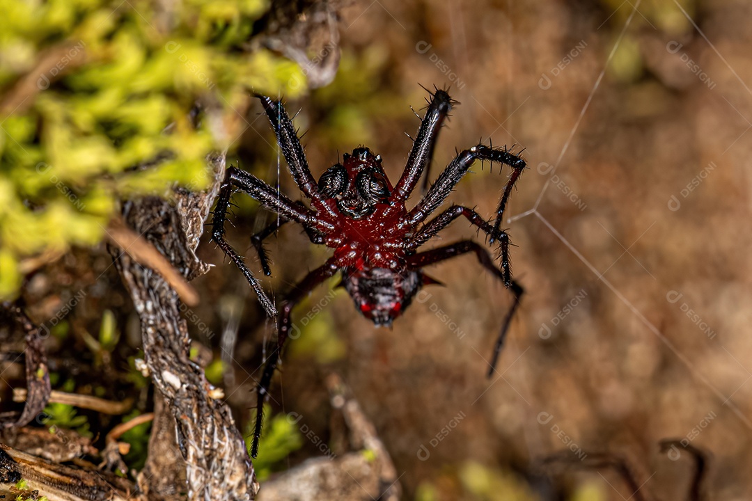 Macho adulto Orbweaver da espécie Actinosoma pentacanthum
