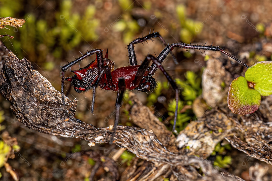 Macho adulto Orbweaver da espécie Actinosoma pentacanthum