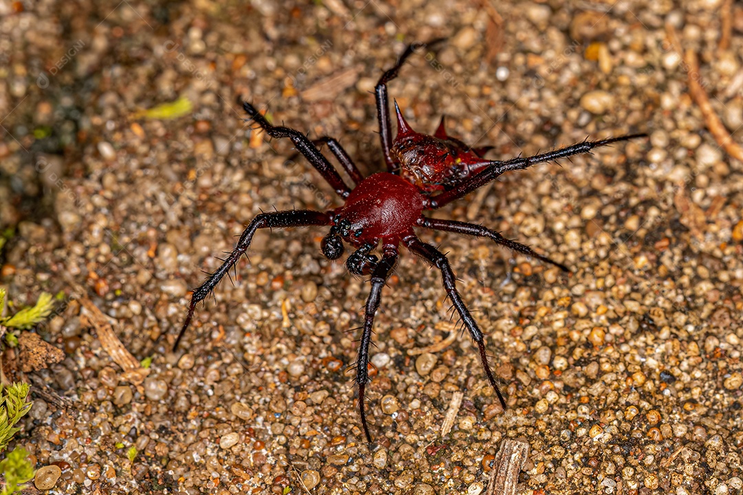 Macho adulto Orbweaver da espécie Actinosoma pentacanthum
