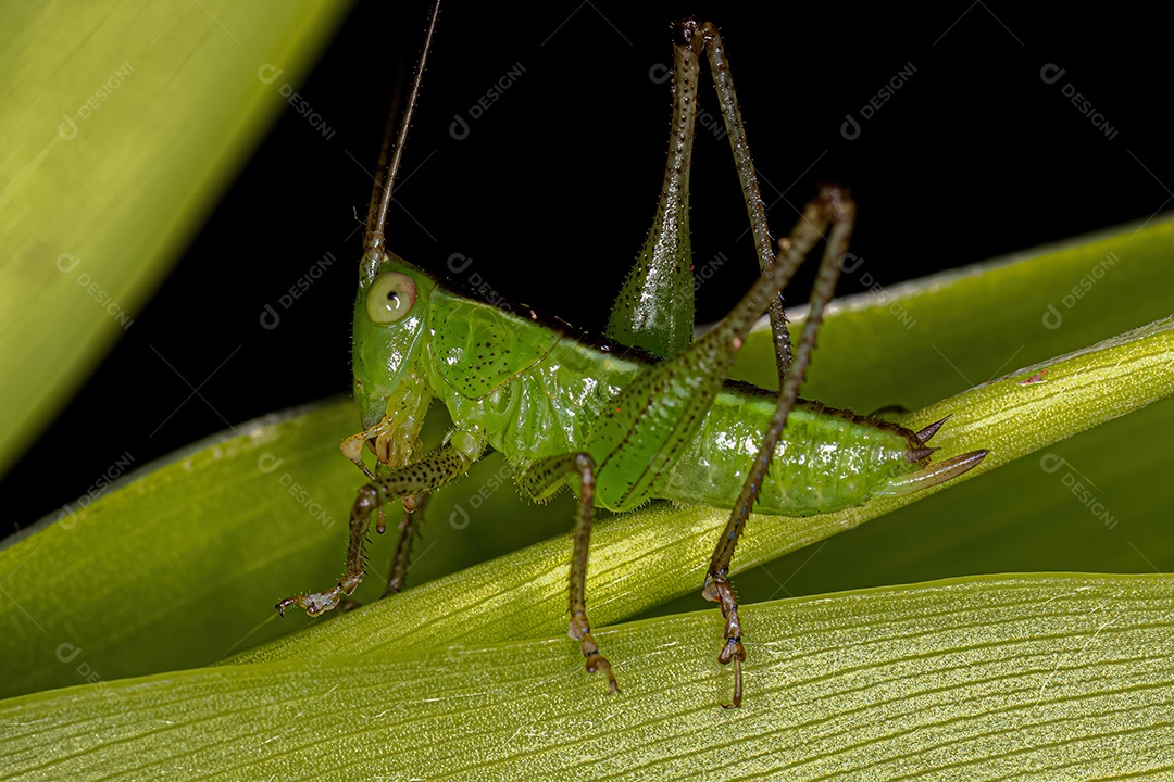 Lesser Meadow Katydid Ninfa do Gênero Conocephalus