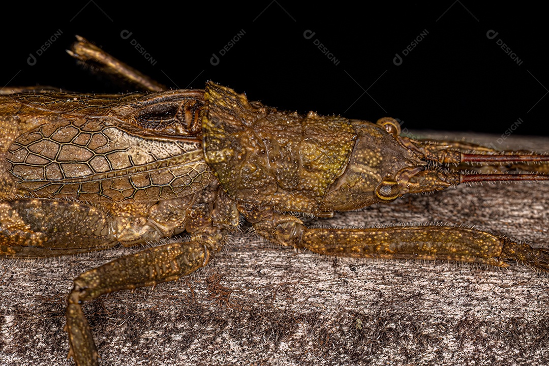 Verdadeira ninfa Katydid da subfamília Pseudophyllinae
