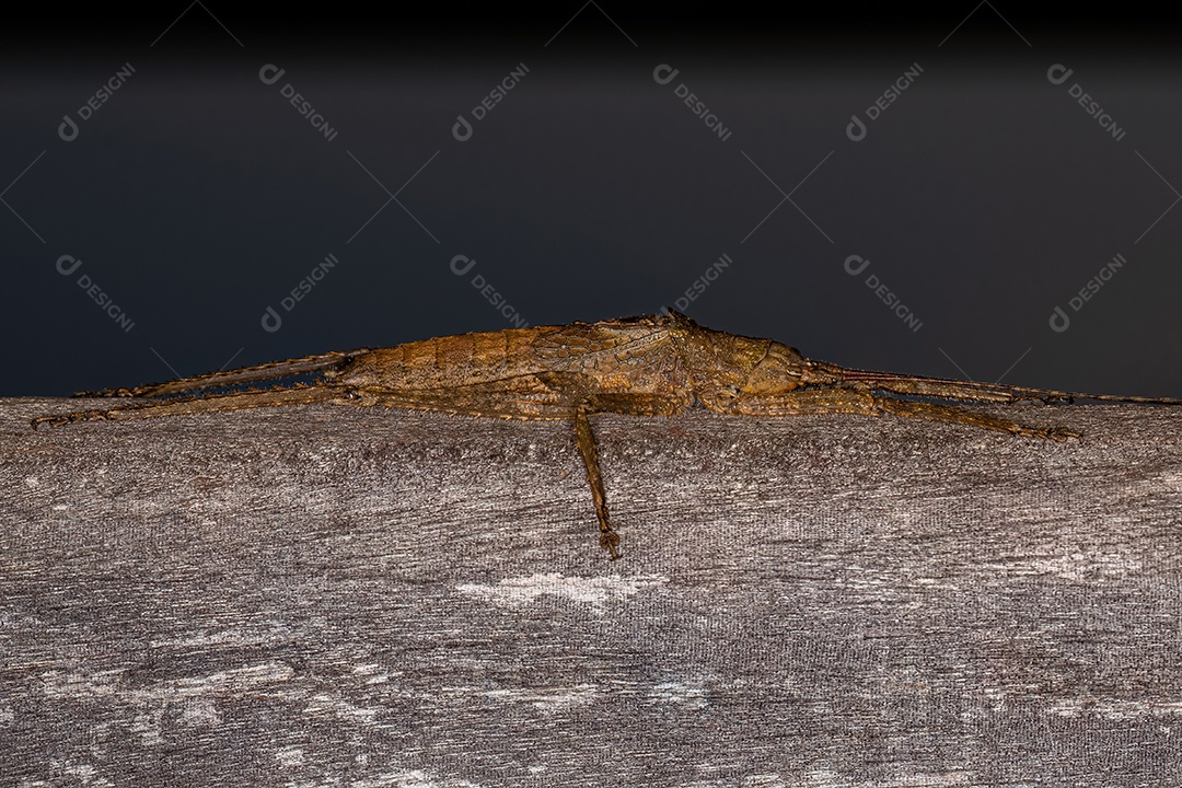 Verdadeira ninfa Katydid da subfamília Pseudophyllinae