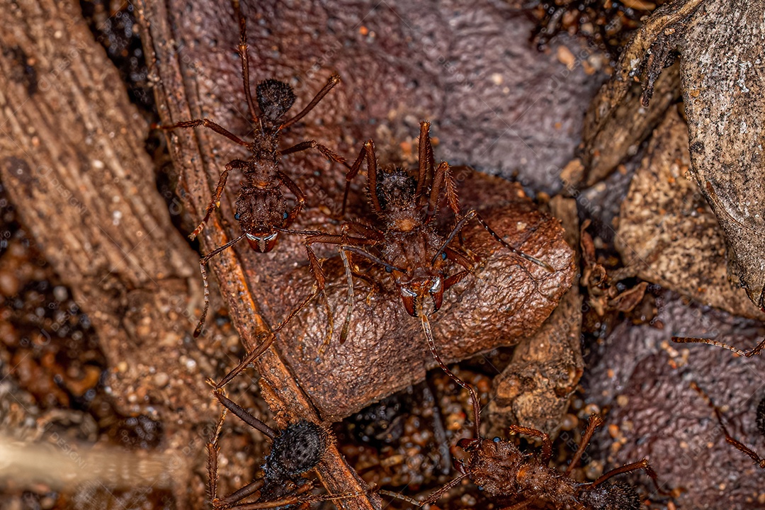 Formiga cortadeira Acromyrmex adulta do gênero Acromyrmex