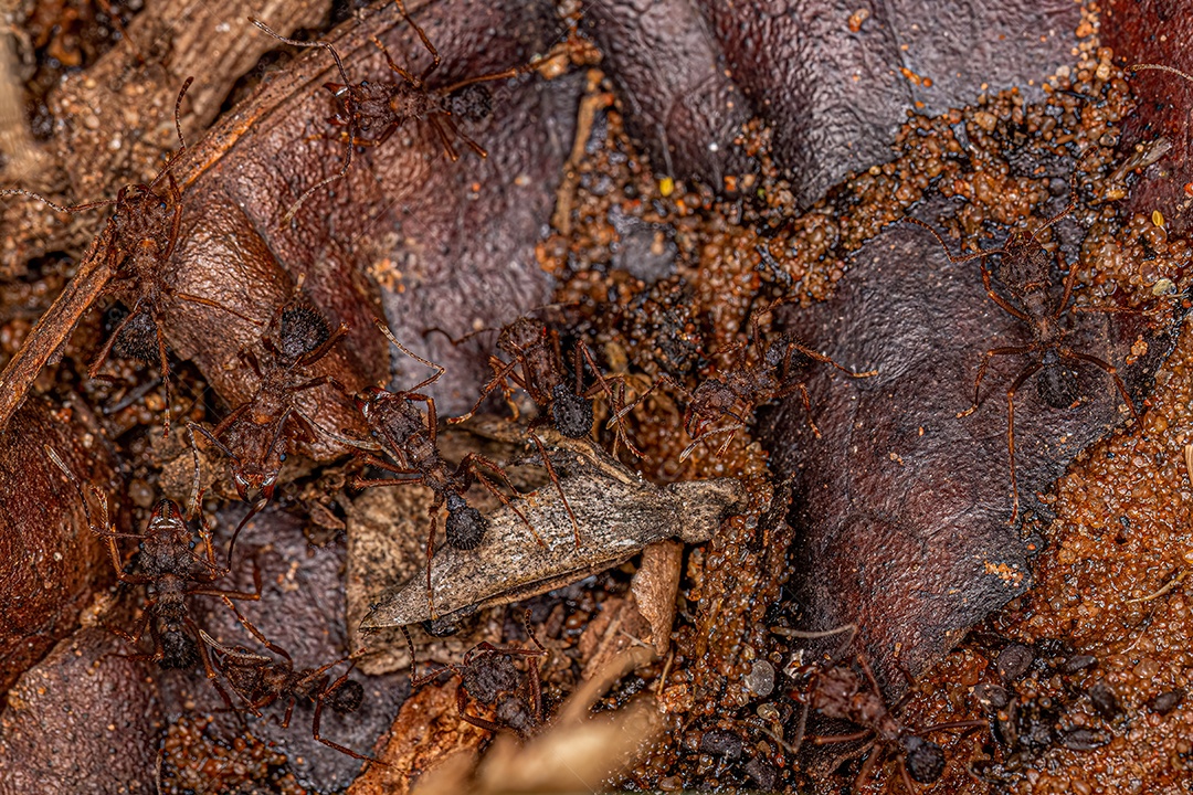 Formiga cortadeira Acromyrmex adulta do gênero Acromyrmex