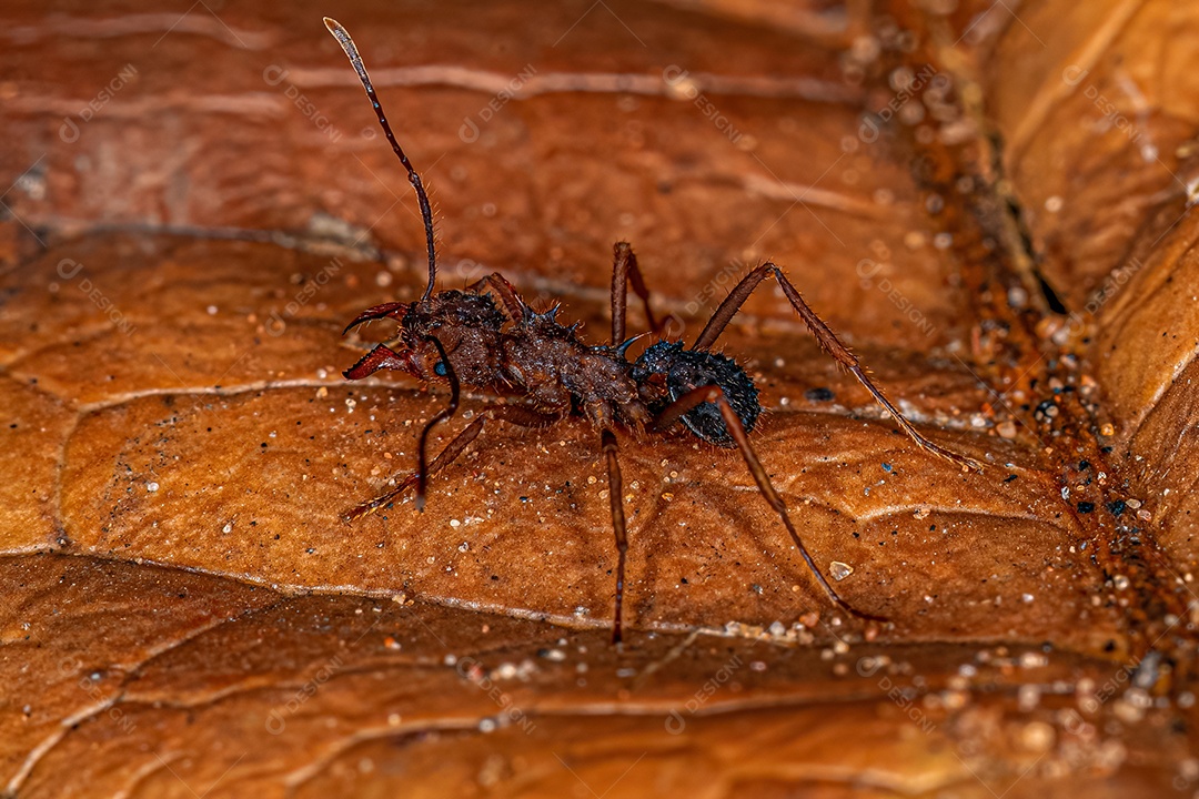 Formiga cortadeira Acromyrmex adulta do gênero Acromyrmex