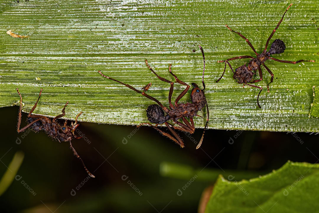 Formiga cortadeira Acromyrmex adulta do gênero Acromyrmex