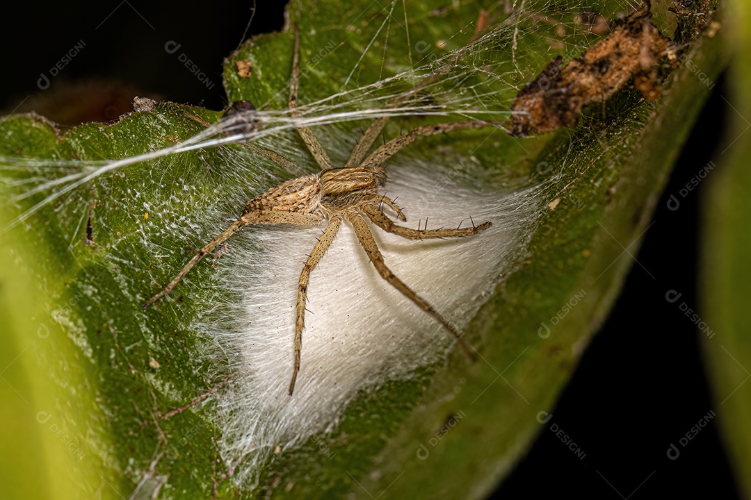 Aranha Caranguejo Corredora Fêmea Pequena do Gênero Tibelloides