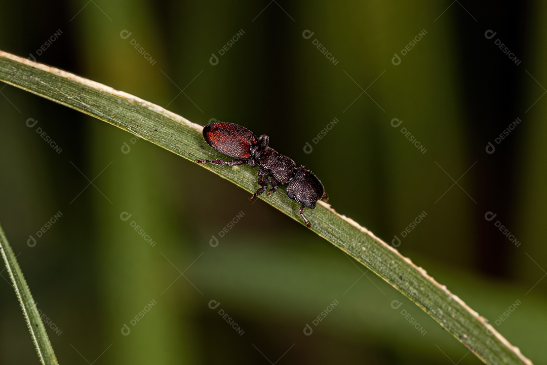 Formiga tartaruga adulta do gênero Cephalotes