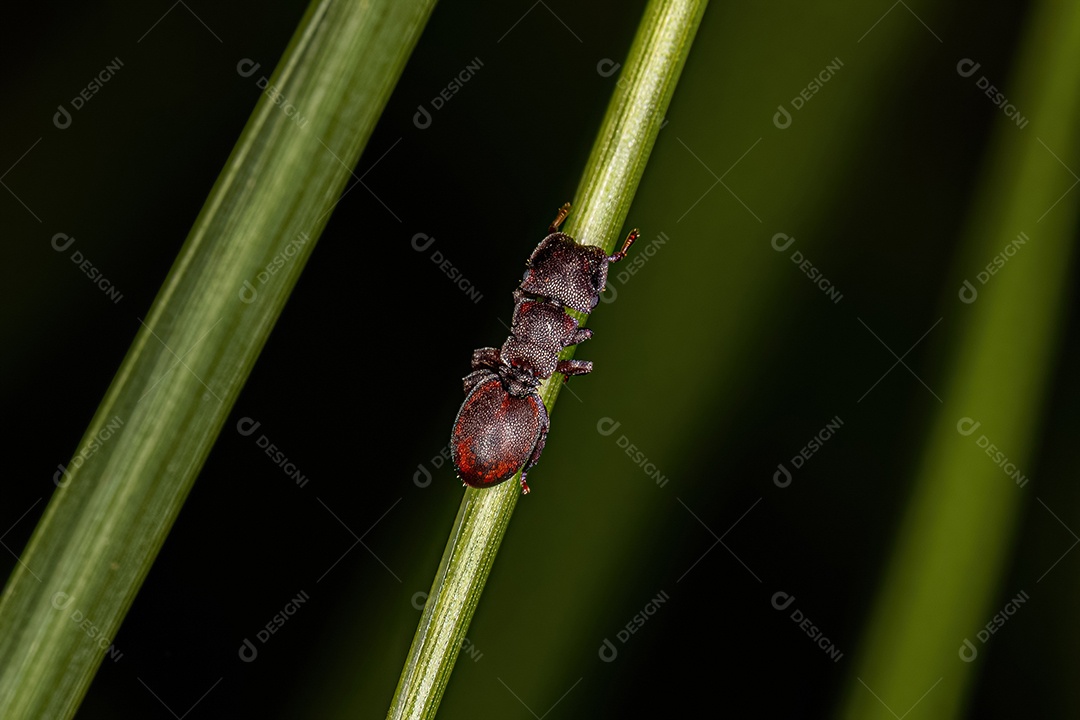 Formiga tartaruga adulta do gênero Cephalotes