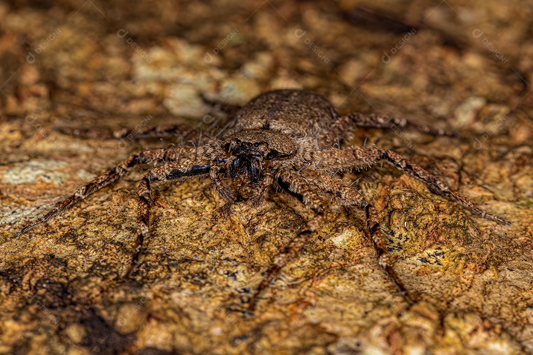 Formiga Myrmicina Superior Adulta do Gênero Wasmannia carregando um inseto muito maior