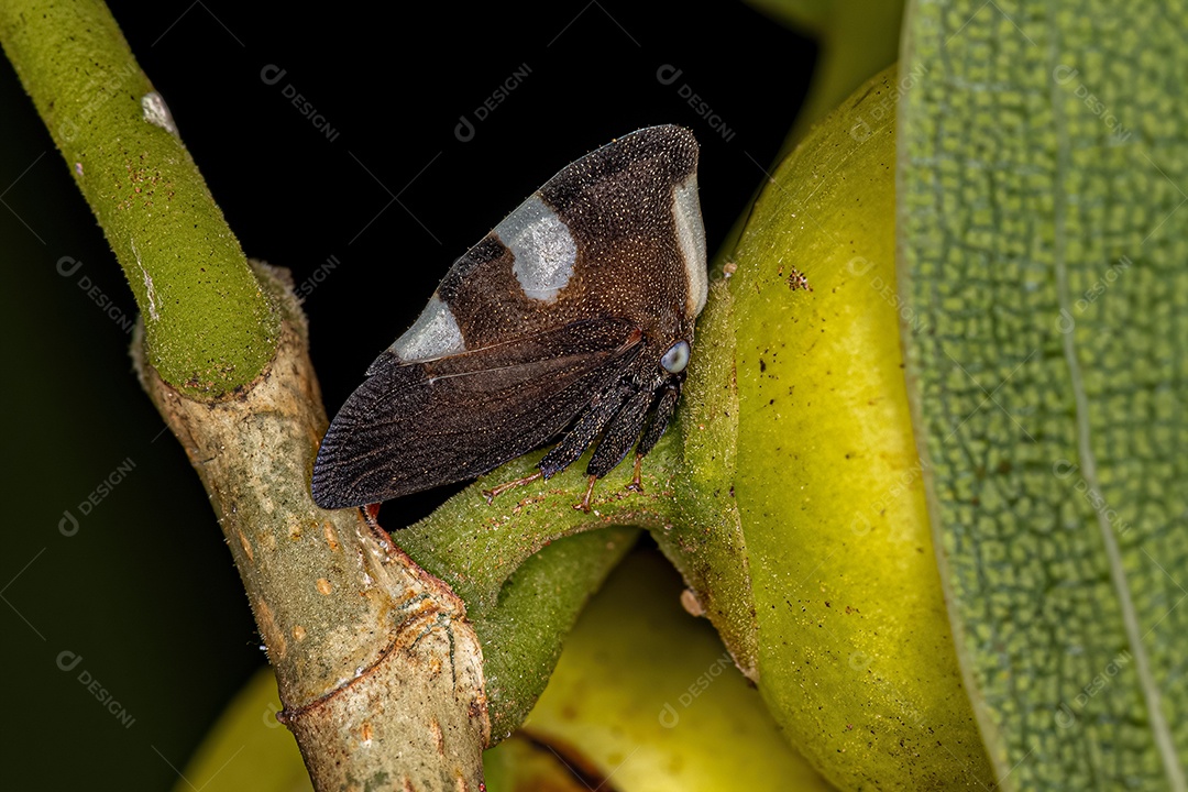 Cigarrinha adulta em preto e branco do gênero Membracis