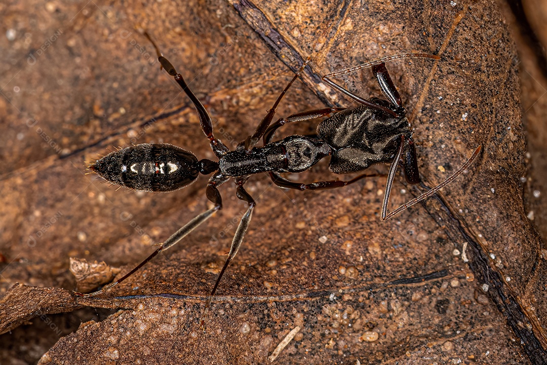 Formiga-mandíbula adulta do gênero Odontomachus