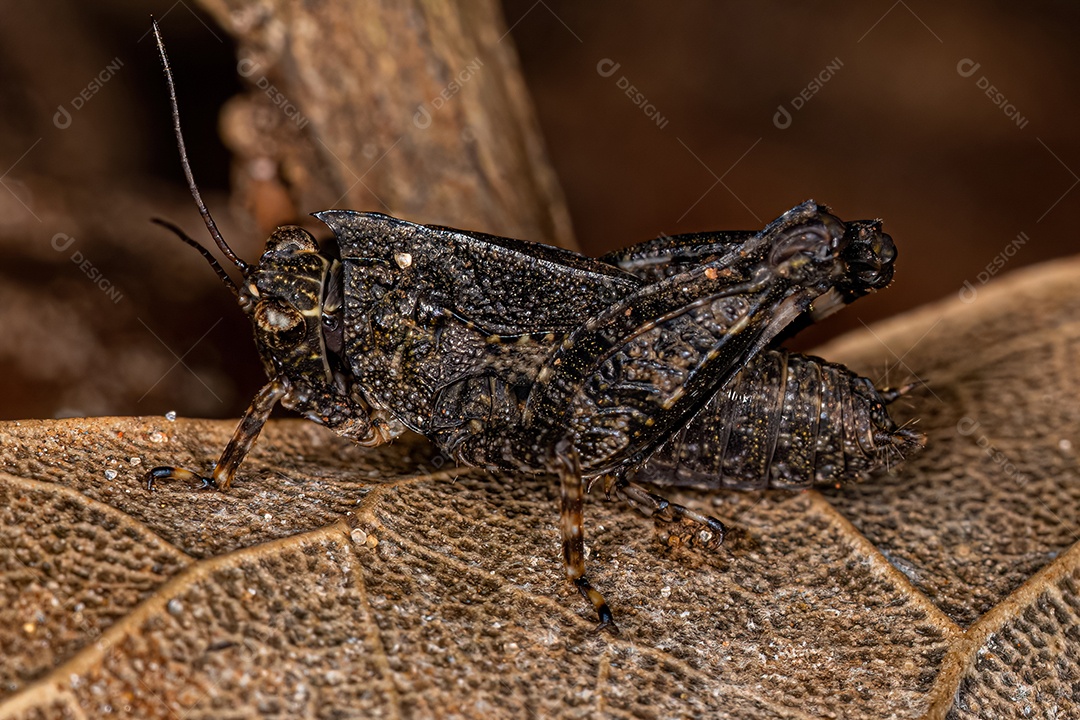 Mosca pernalta adulta da subfamília Taeniapterinae