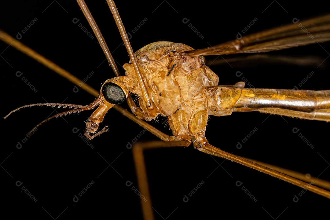 Mosca limonídea adulta da família Tipulidae