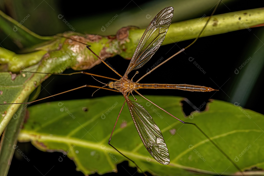 Mosca limonídea adulta da família Tipulidae