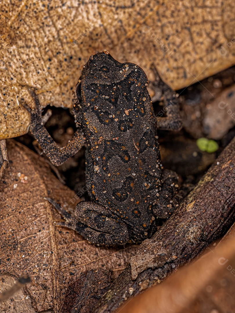 Sapo Cururu juvenil da espécie Rhinella diptycha