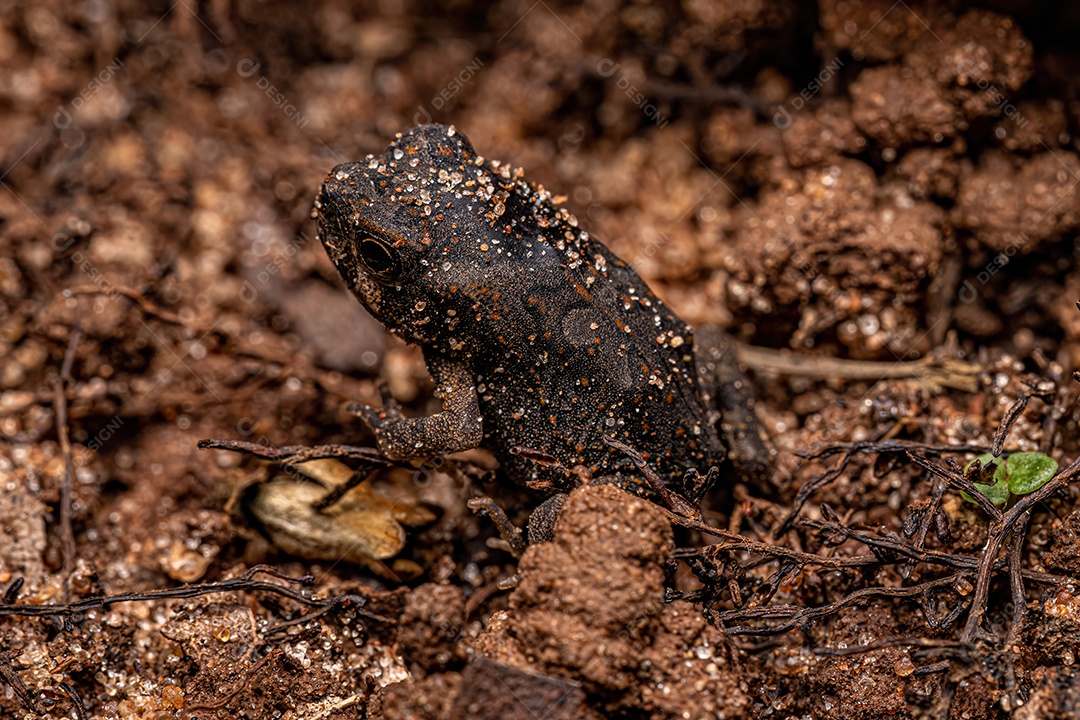 Barata de madeira adulta da família Ectobiidae