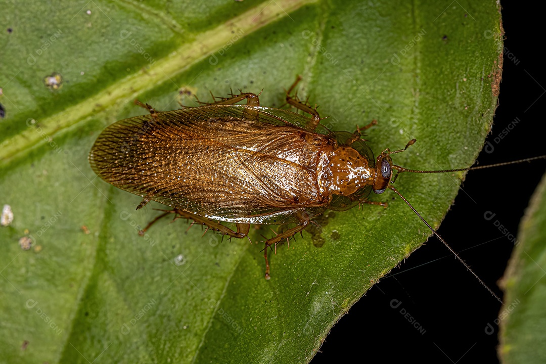 Barata de madeira adulta da família Ectobiidae