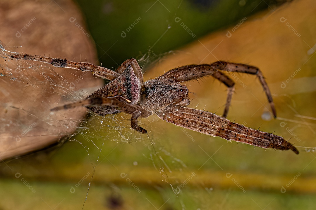 Aranha Orbweaver pequena do gênero Kapogea