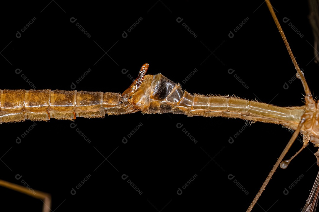 Mosca limonídea adulta da família Tipulidae