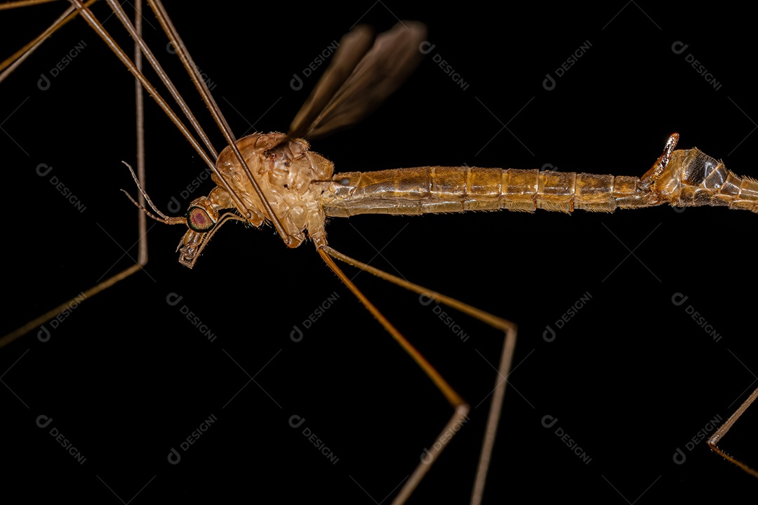 Tesourinha comum adulta da ordem Dermaptera