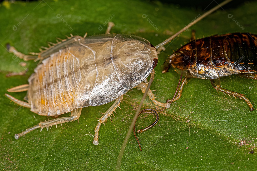 Besouro-tartaruga adulto do gênero Chelonarium