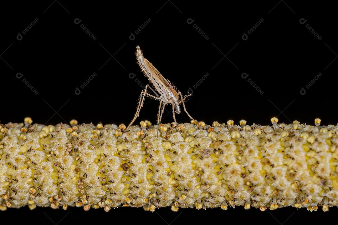 Inseto Midge Fantasma Fêmea Adulto da Família Chaoboridae