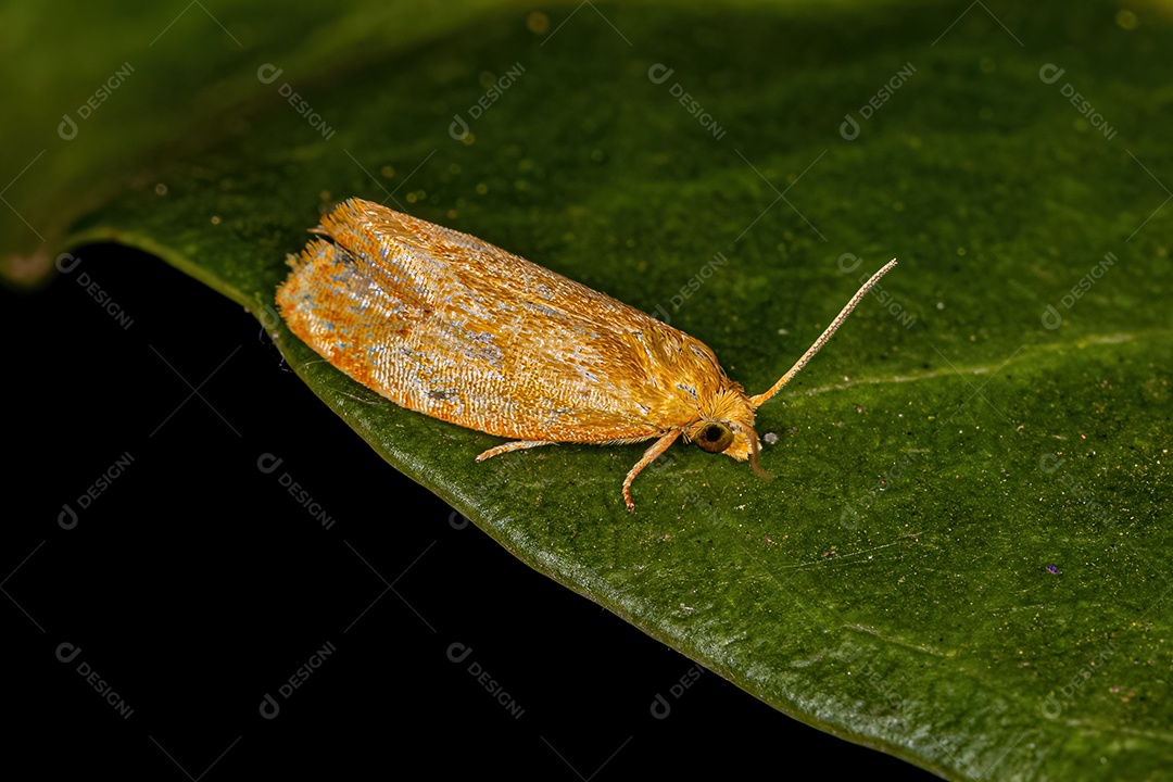 Mariposa enroladora de folhas adulta Tortricine da família Tortricidae