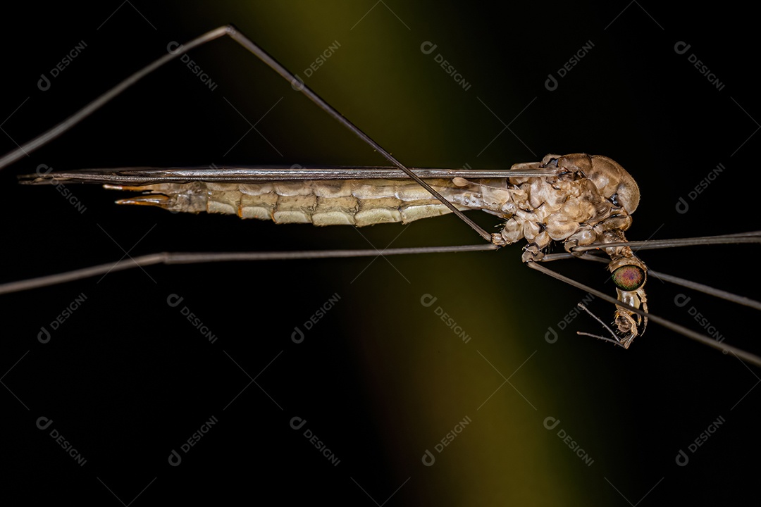 Mosca limonídea adulta da família Tipulidae