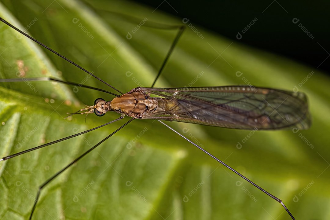 Mosca limonídea adulta da família Tipulidae